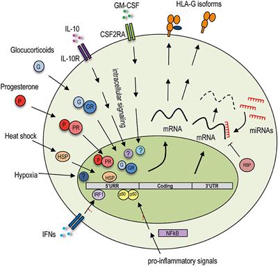 HLA-G Genotype/Expression/Disease Association Studies: Success, Hurdles, and Perspectives